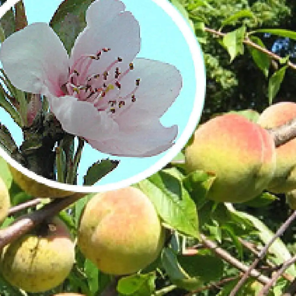 Pêcher de Vigne Blanche