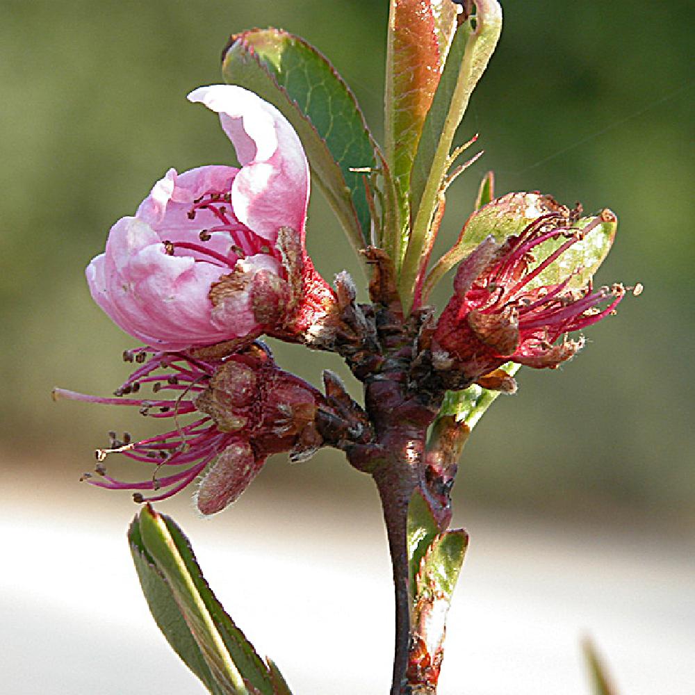PRUNUS persica 'vigne'
