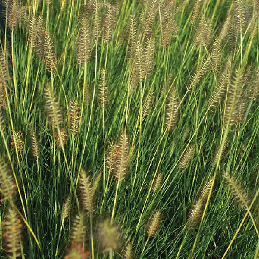 PENNISETUM alopecuroides 'Gelbstiel'