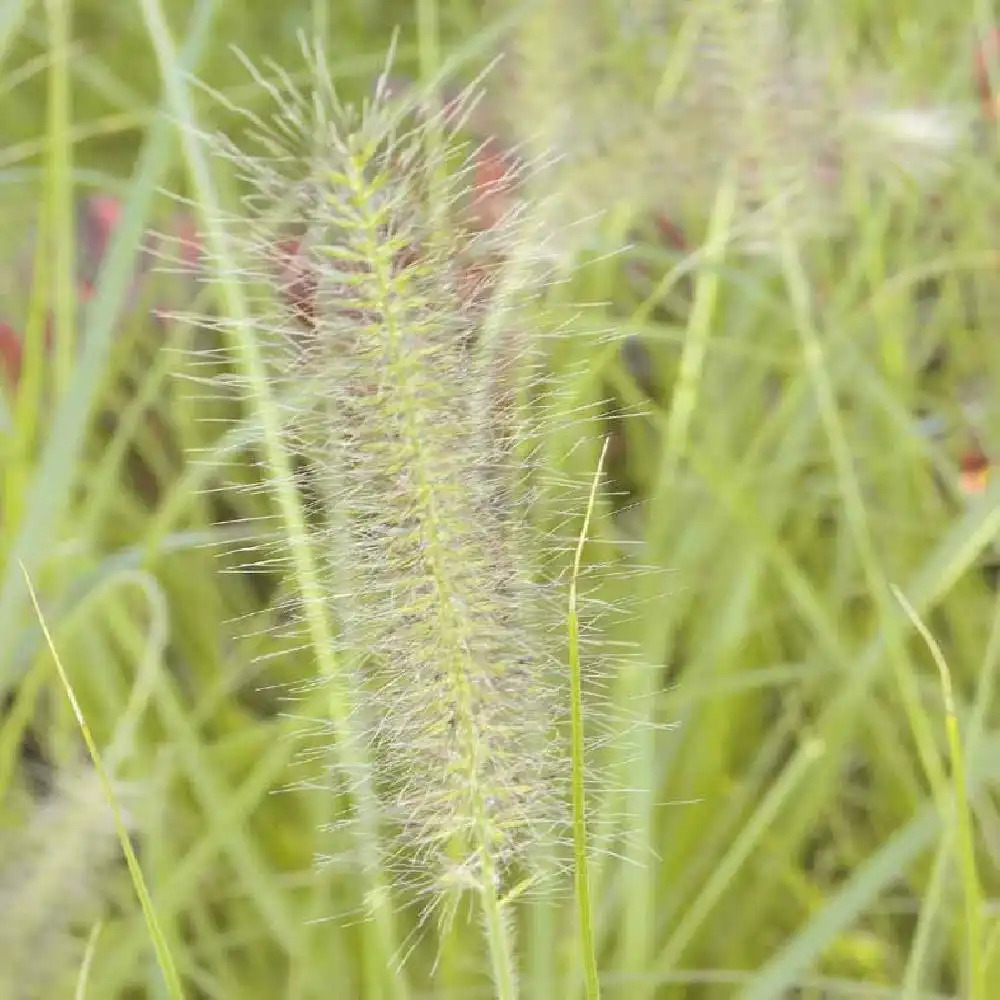 PENNISETUM alopecuroides 'Hameln Gold'