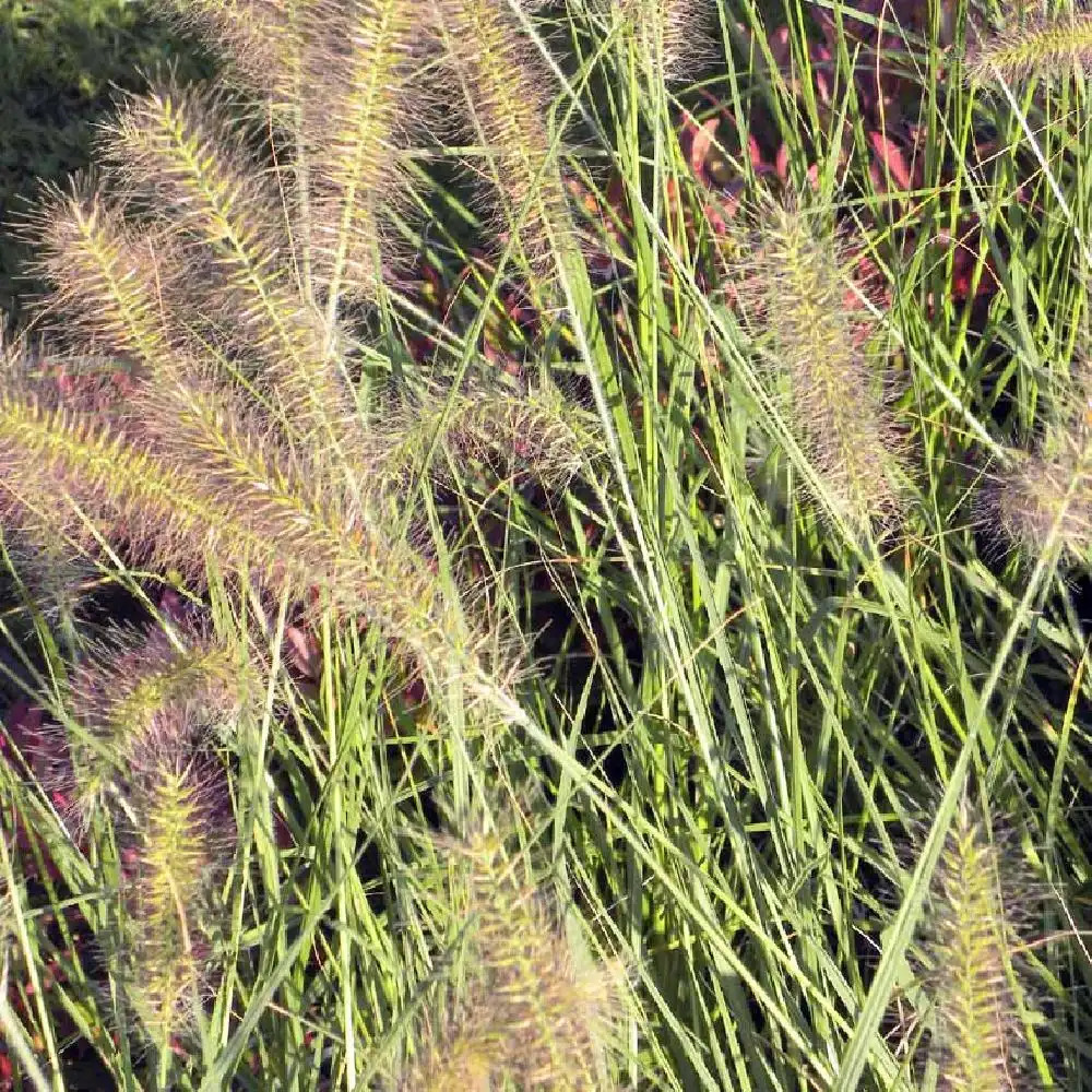 PENNISETUM alopecuroides 'Hameln'