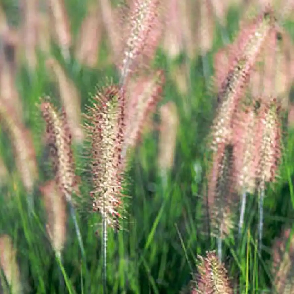 PENNISETUM alopecuroides 'Herbstzauber'