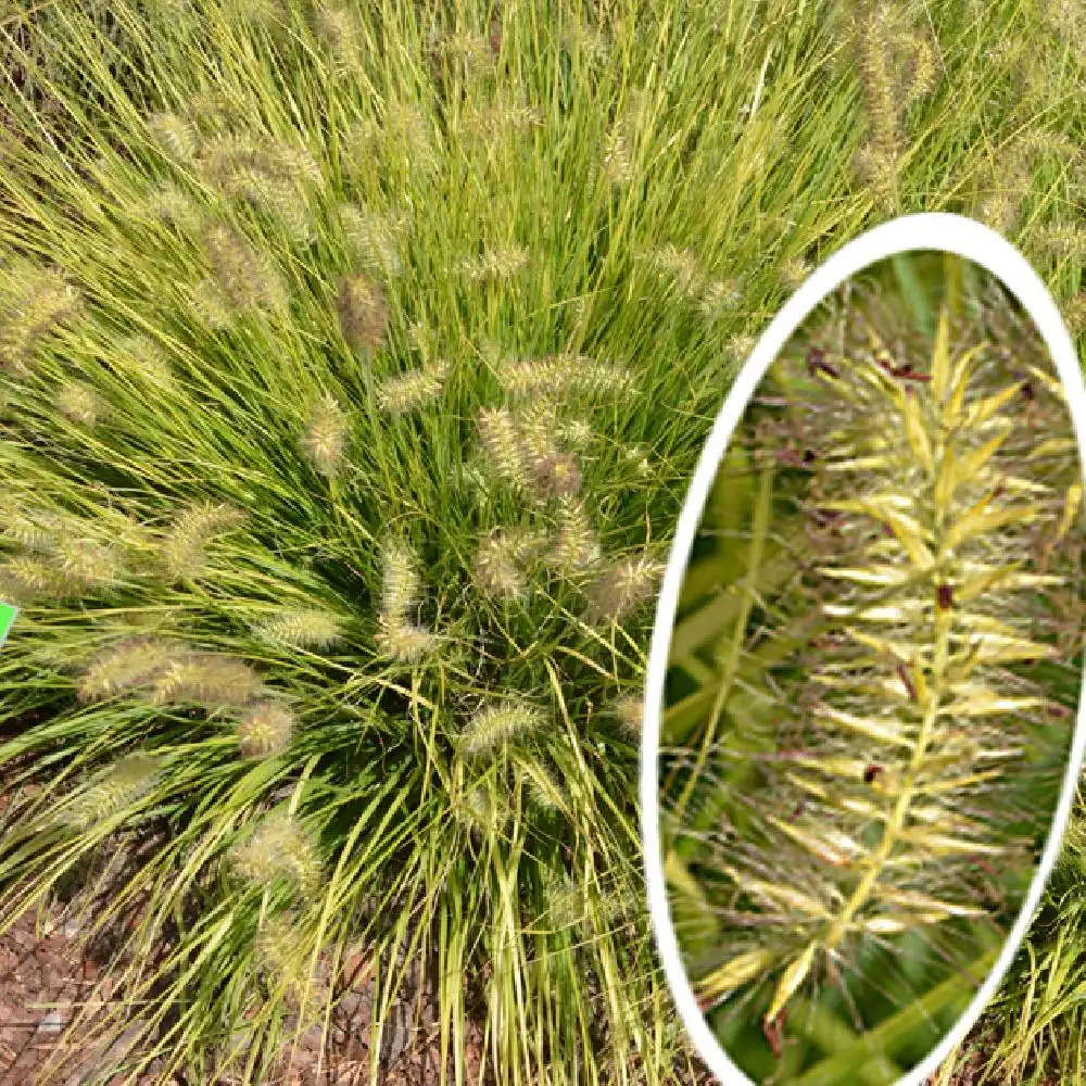 PENNISETUM alopecuroides 'JS Jommenik'