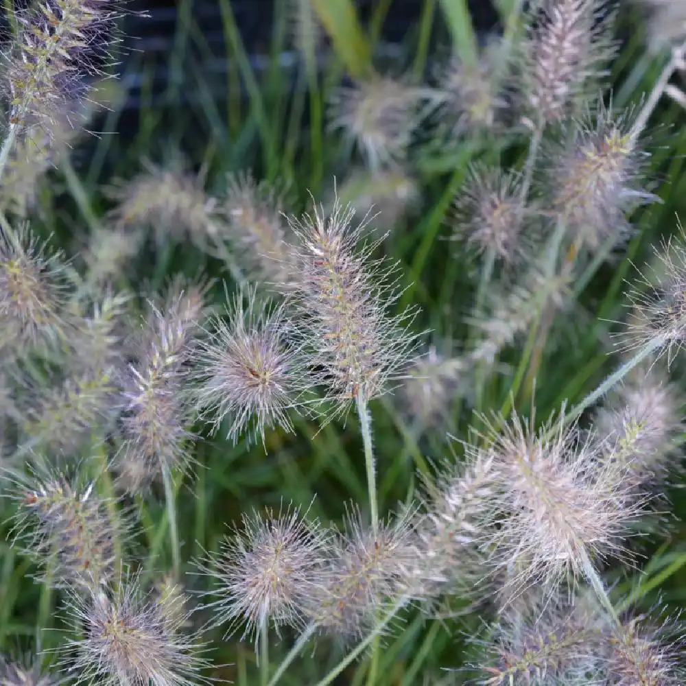 PENNISETUM alopecuroides 'Little Bunny'