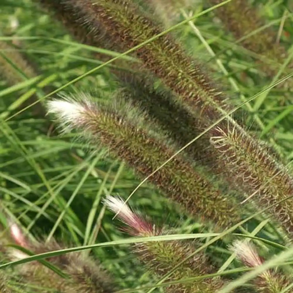 PENNISETUM alopecuroides 'Magic'