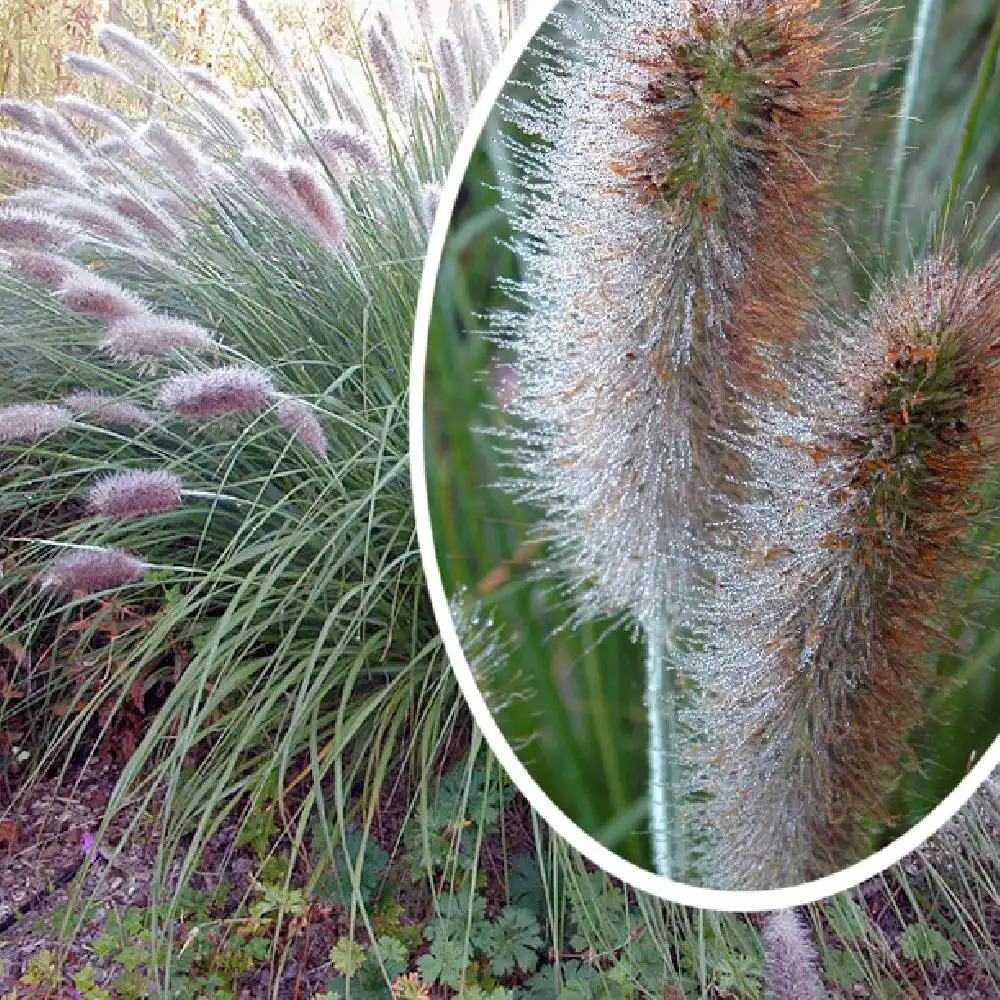 PENNISETUM alopecuroides 'Moudry'