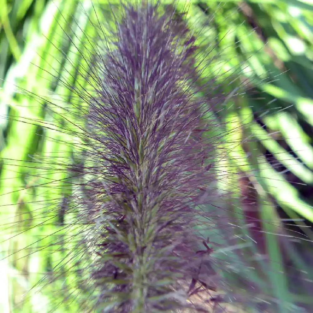 PENNISETUM alopecuroides 'Red Head'