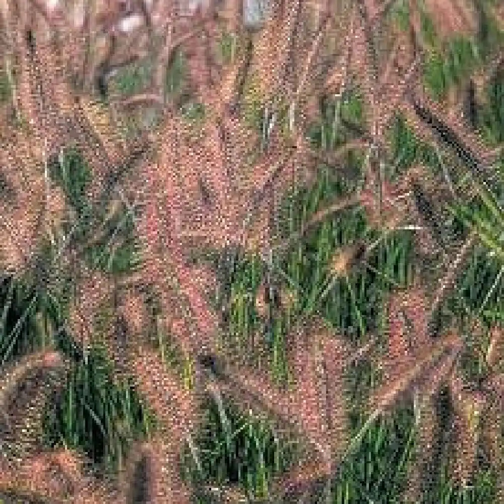 PENNISETUM alopecuroides 'René Guy Cadou'