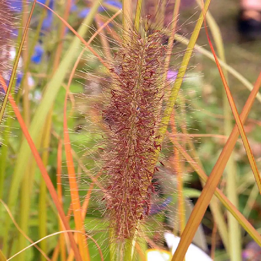 PENNISETUM alopecuroides var. viridescens