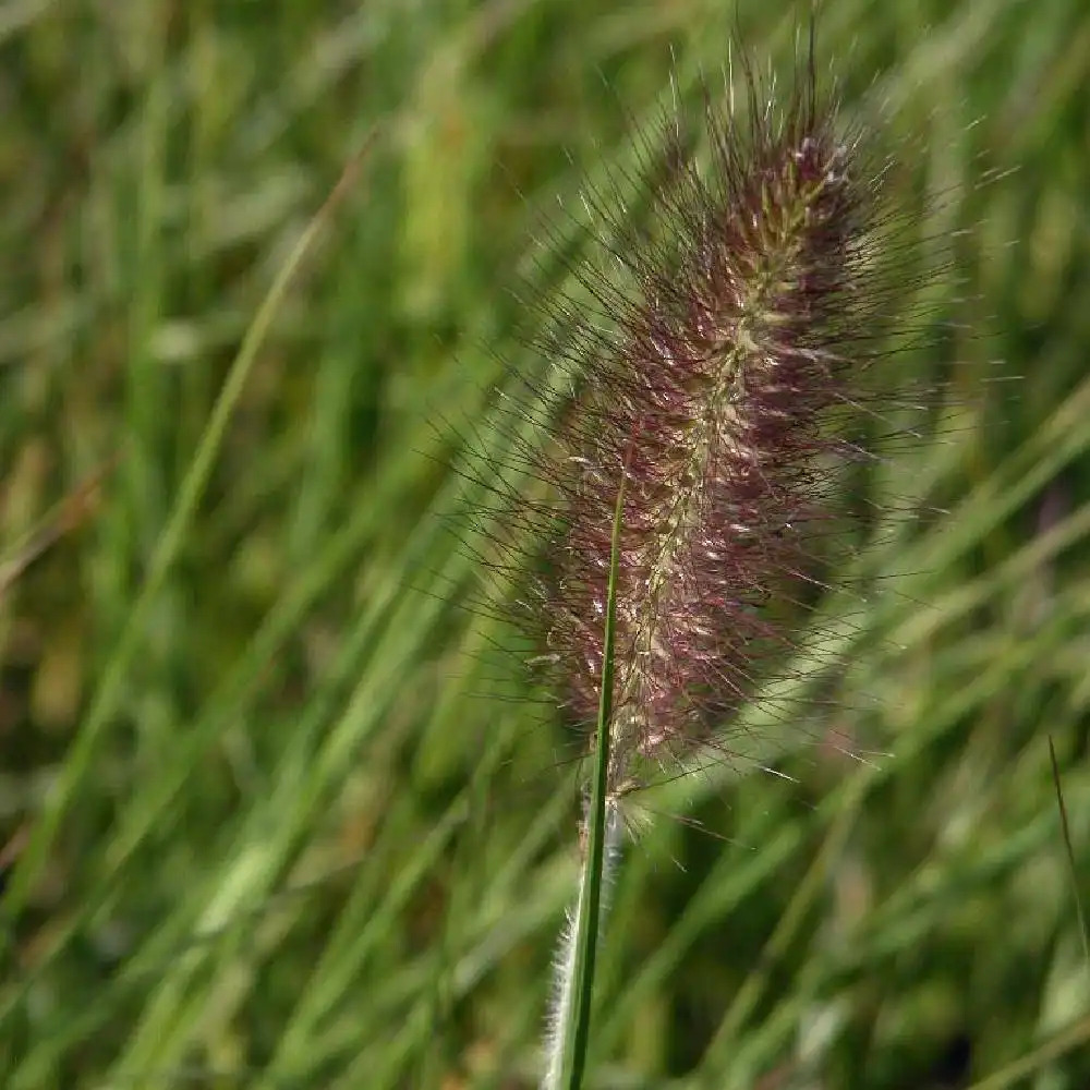 PENNISETUM alopecuroides 'Weserbergland'