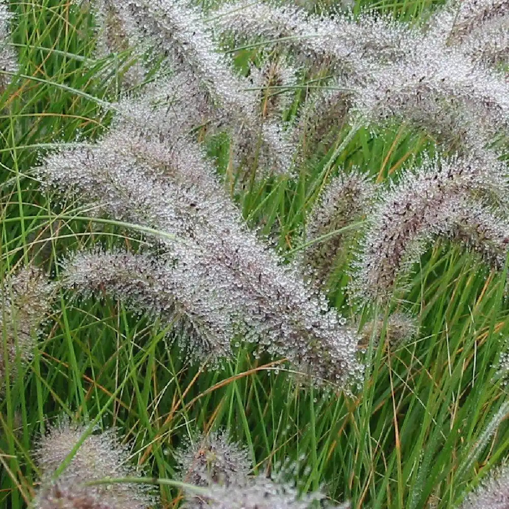 PENNISETUM alopecuroides (compressum)