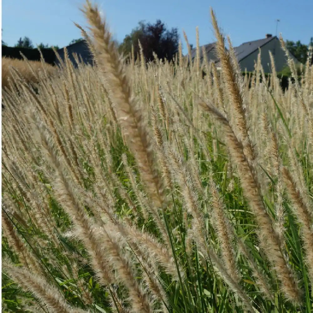 PENNISETUM incomptum