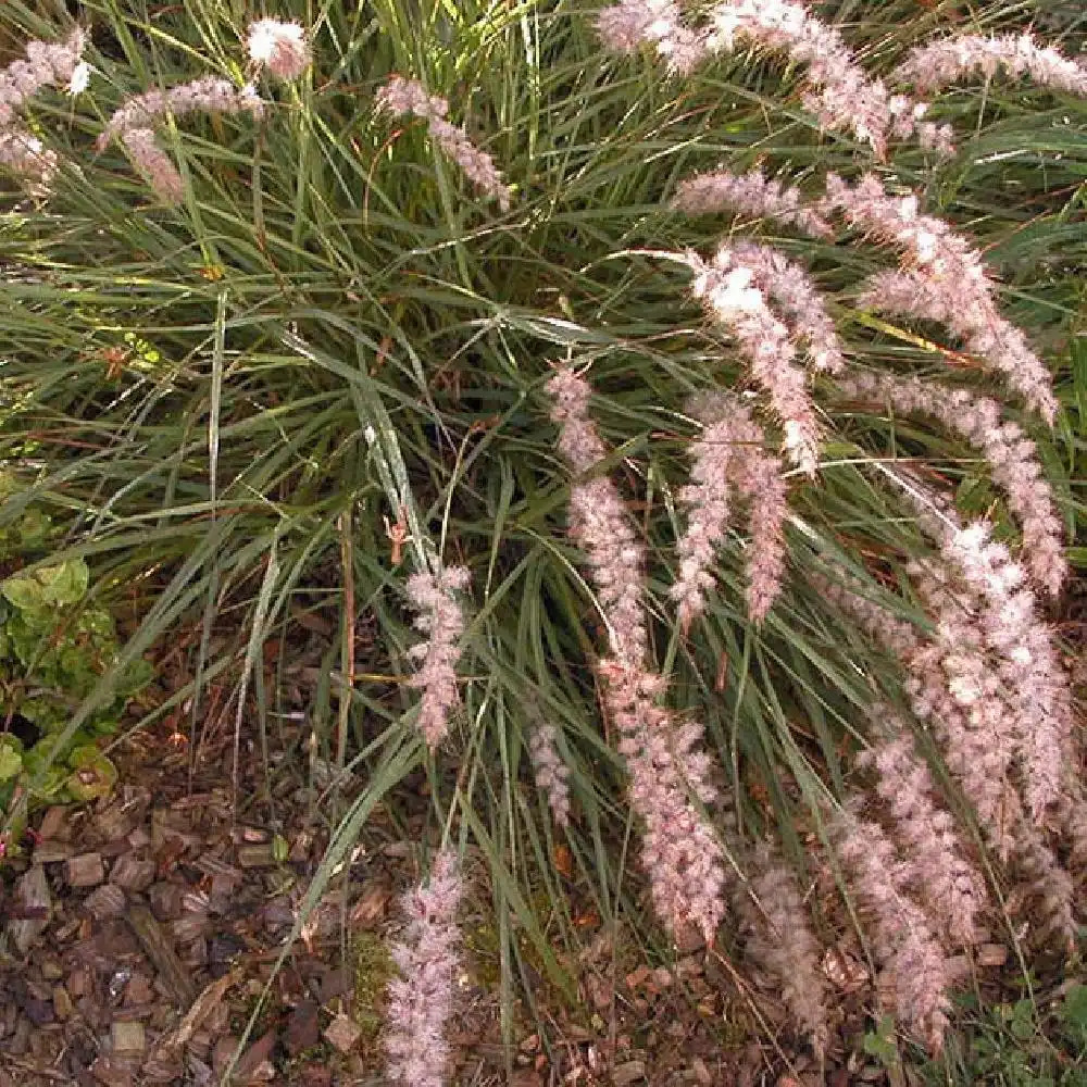 PENNISETUM 'Karley Rose'®