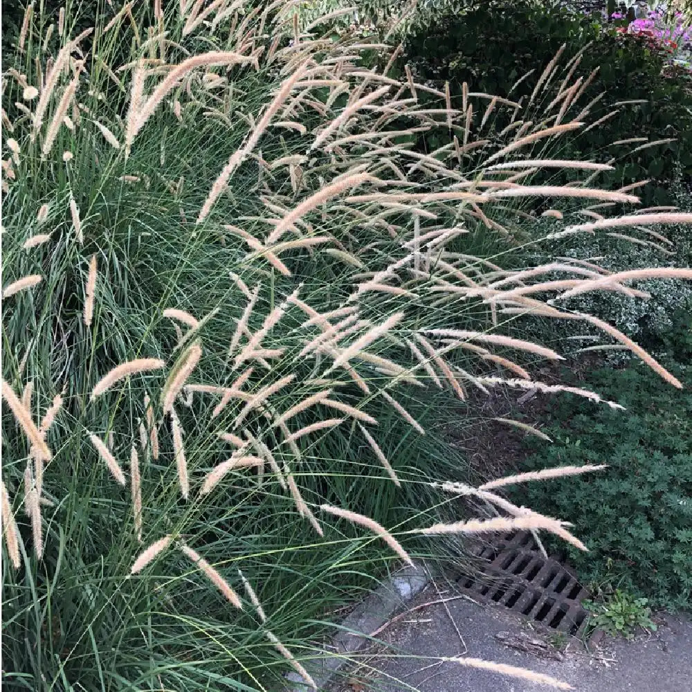 PENNISETUM macrourum