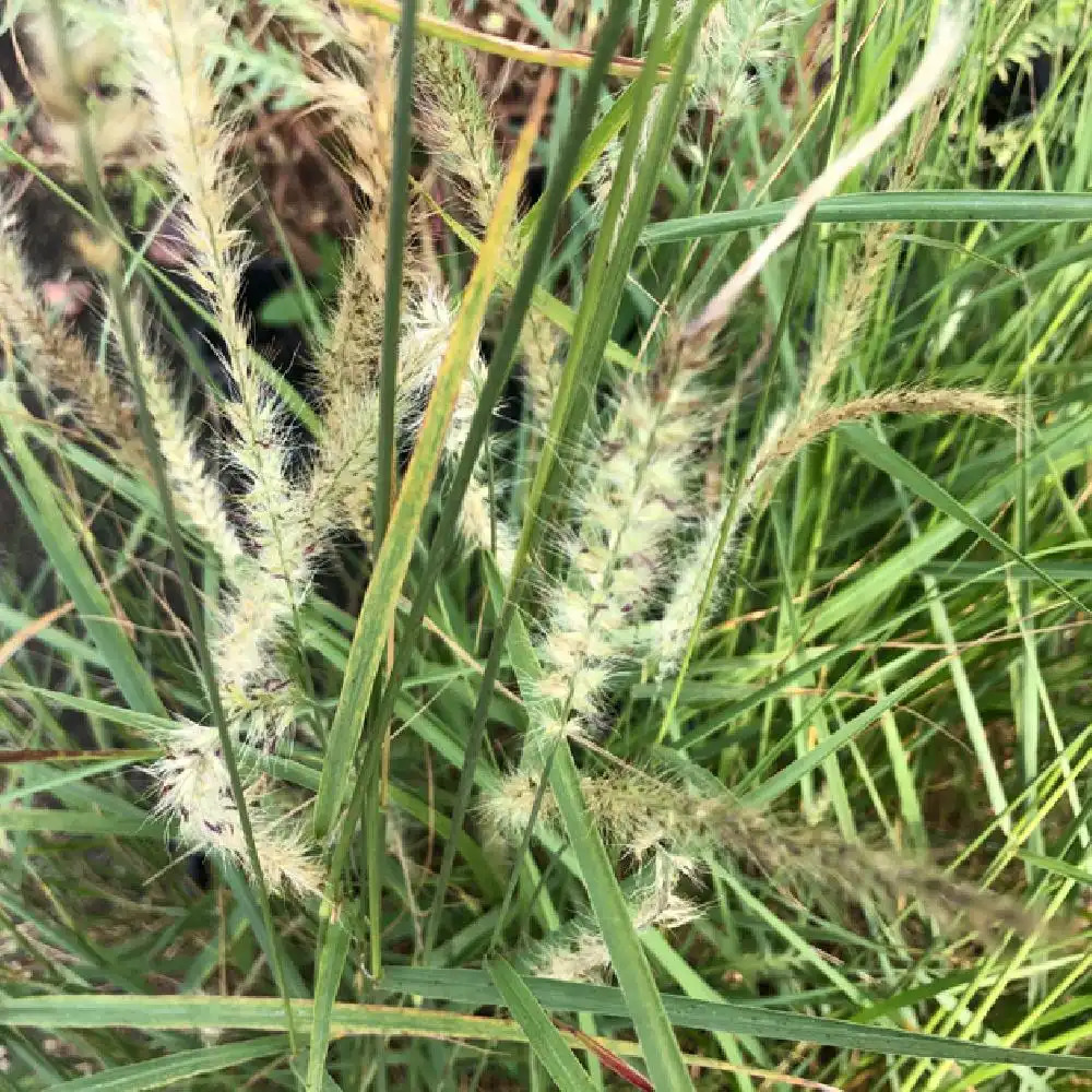 PENNISETUM orientale 'Fairy Tails'