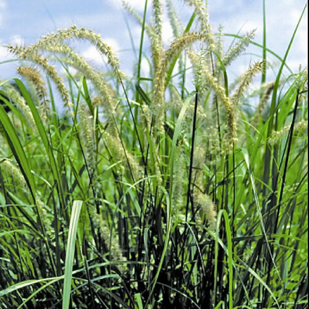 PENNISETUM orientale 'Tall Tails'