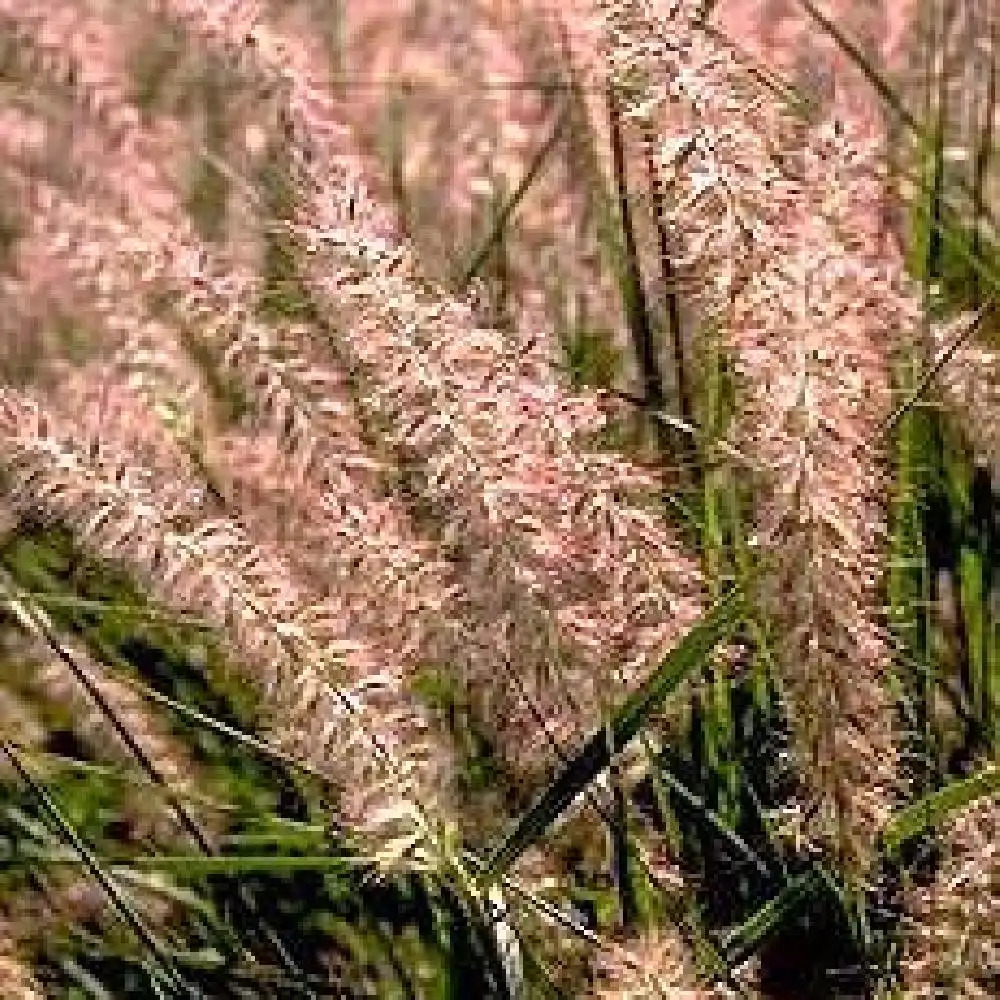 PENNISETUM orientale