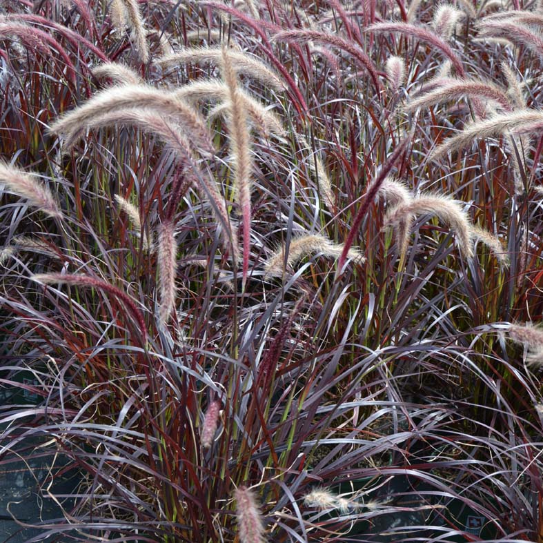 PENNISETUM setaceum 'Fireworks'
