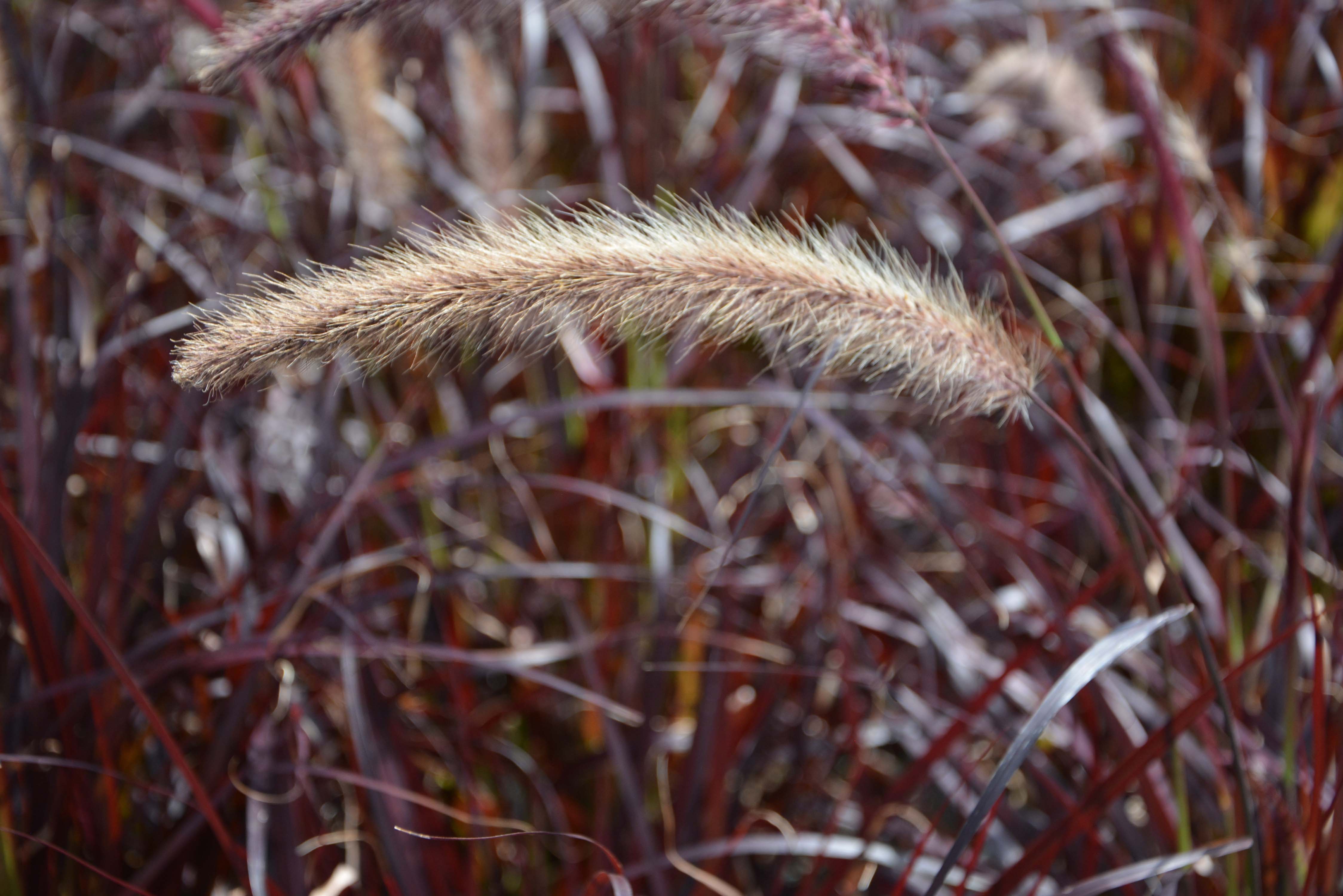 PENNISETUM setaceum 'Rubrum'