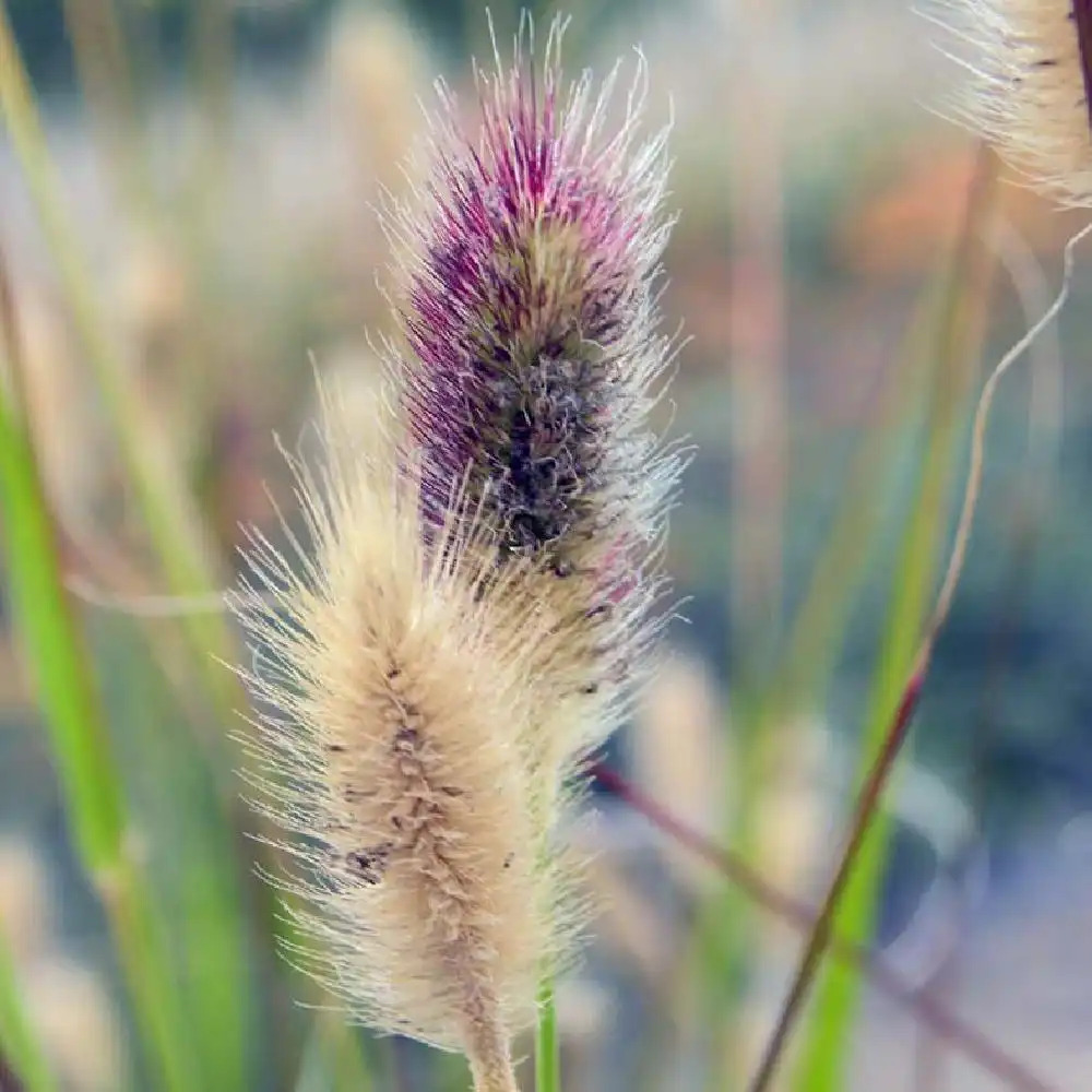 PENNISETUM thunbergii 'Red Buttons' (massaicum)