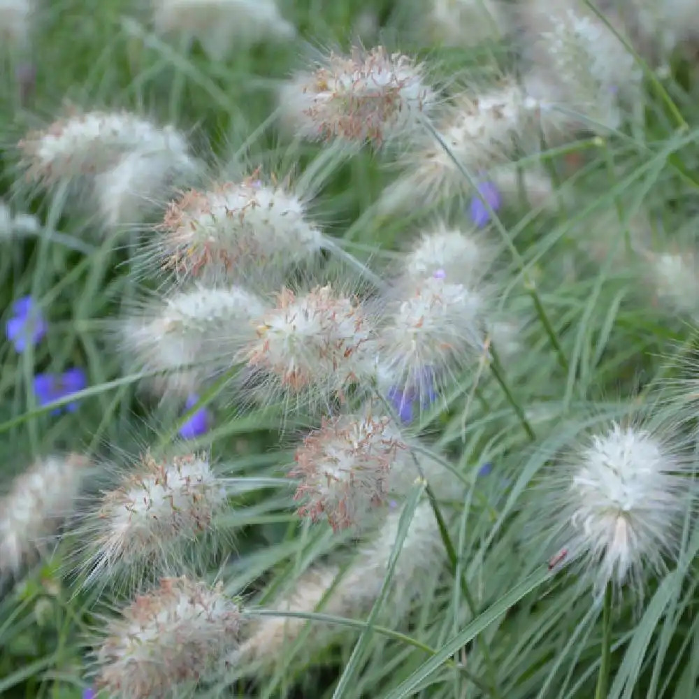 PENNISETUM villosum