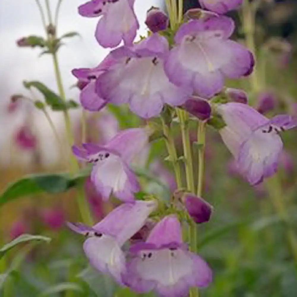 PENSTEMON 'Alice Hindley'