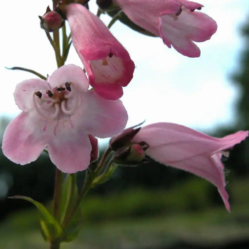 PENSTEMON 'Apple Blossom'