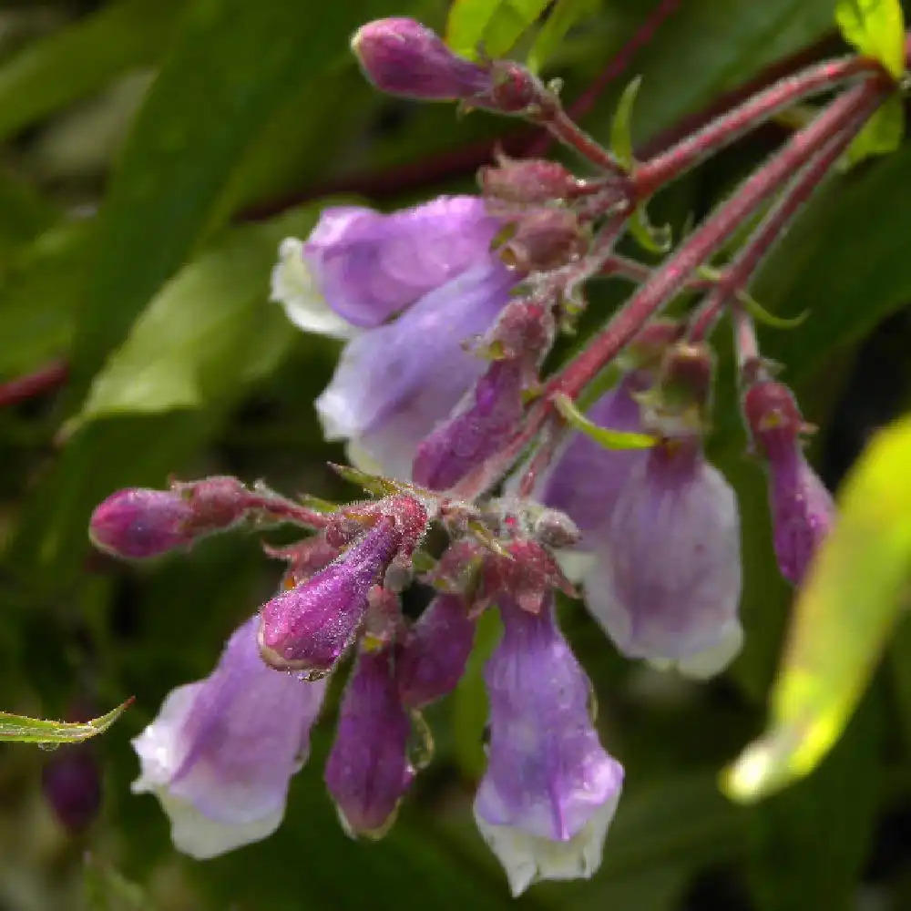 PENSTEMON 'Blue Spring'