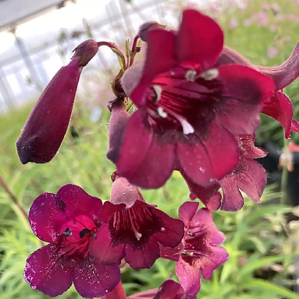 PENSTEMON 'Blackbird'