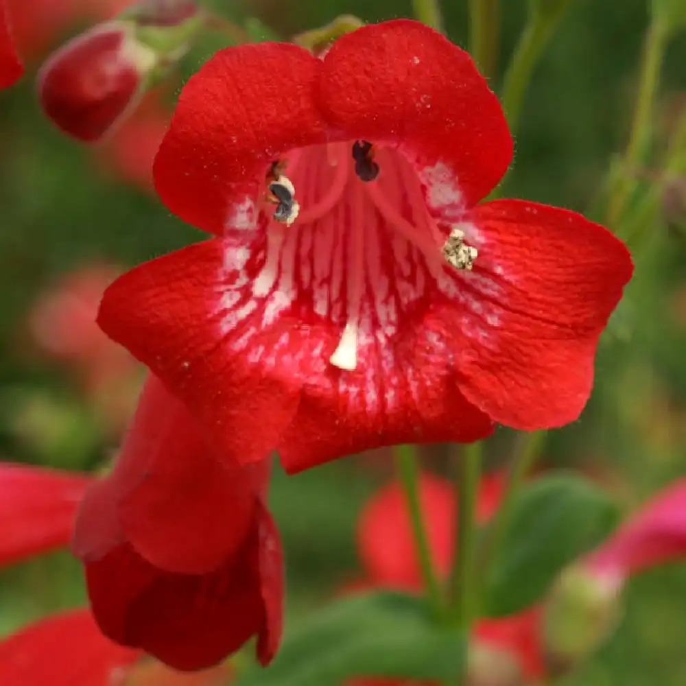 PENSTEMON 'Chester Scarlet'