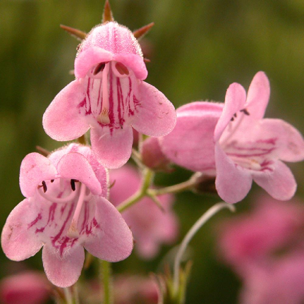 PENSTEMON 'Evelyn'