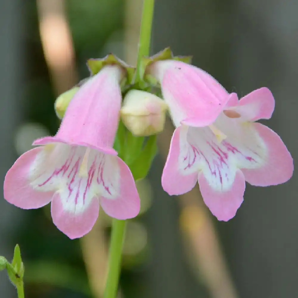 PENSTEMON 'Fujiyama'