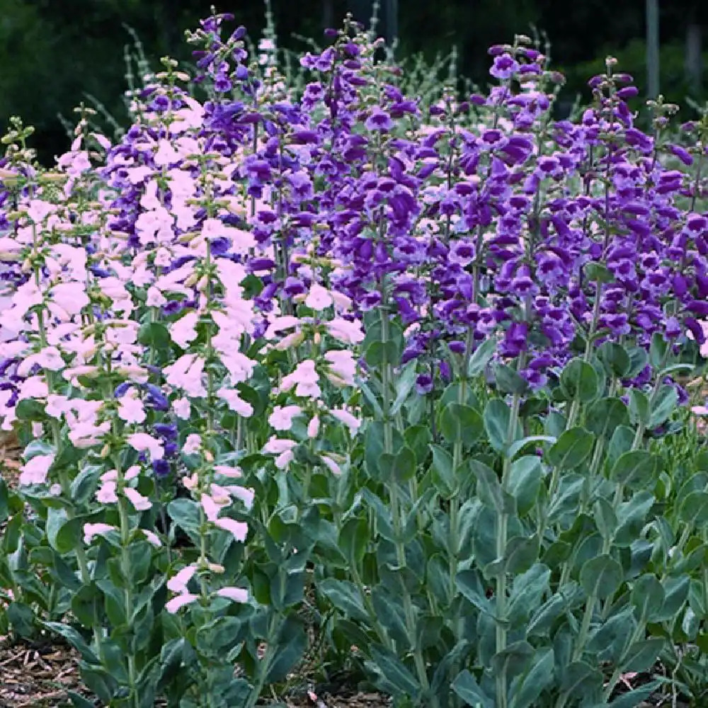 PENSTEMON grandiflorus 'Prairie Jewel'