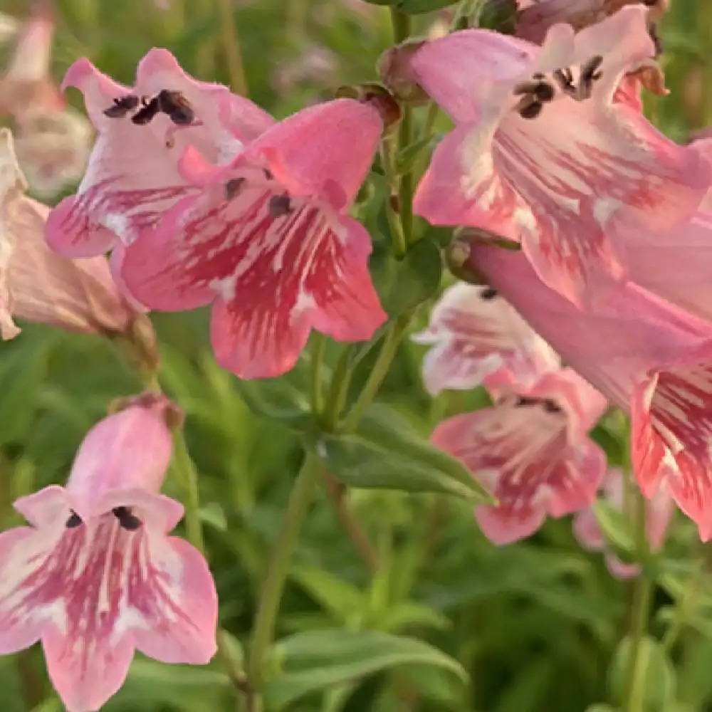 PENSTEMON 'Hidcote Pink'