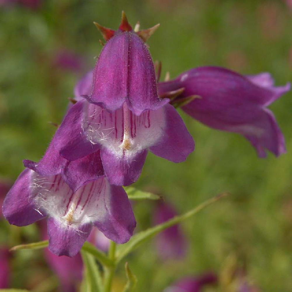 PENSTEMON x mexicale 'Sunburst Amethyst'