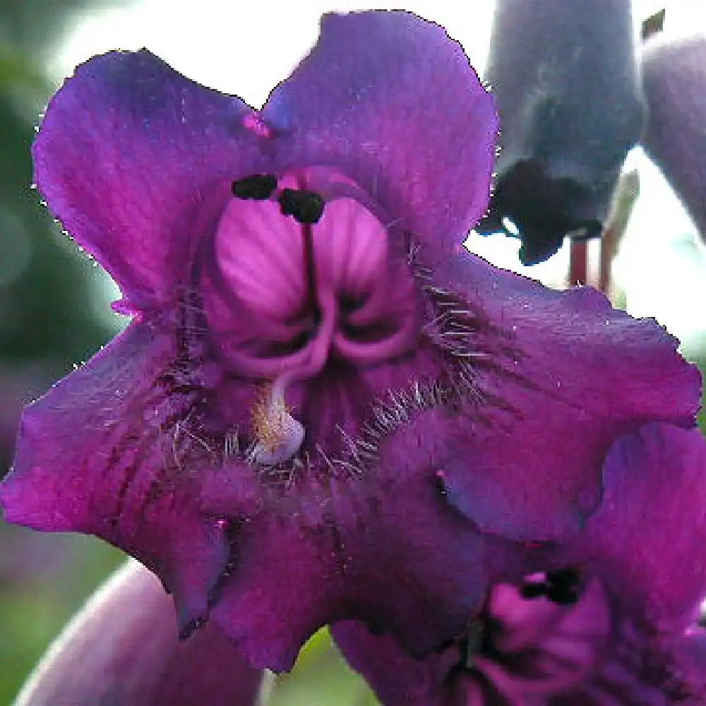 PENSTEMON 'Midnight'