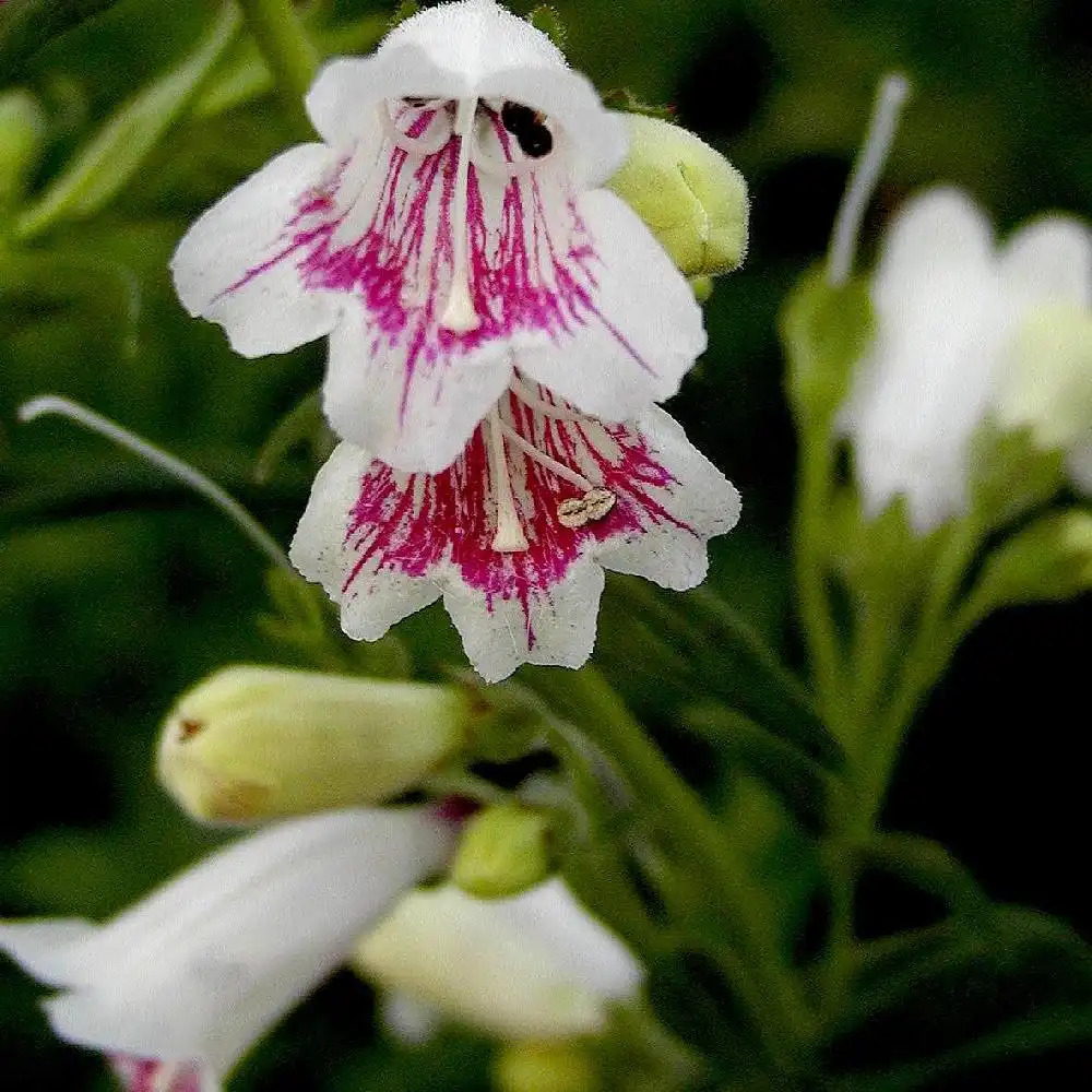 PENSTEMON 'Mother of Pearl'