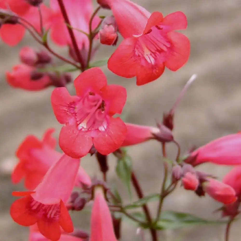 PENSTEMON 'Pennington Gem'