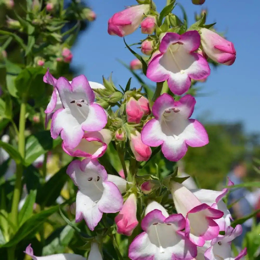 PENSTEMON 'Pensham Laura'