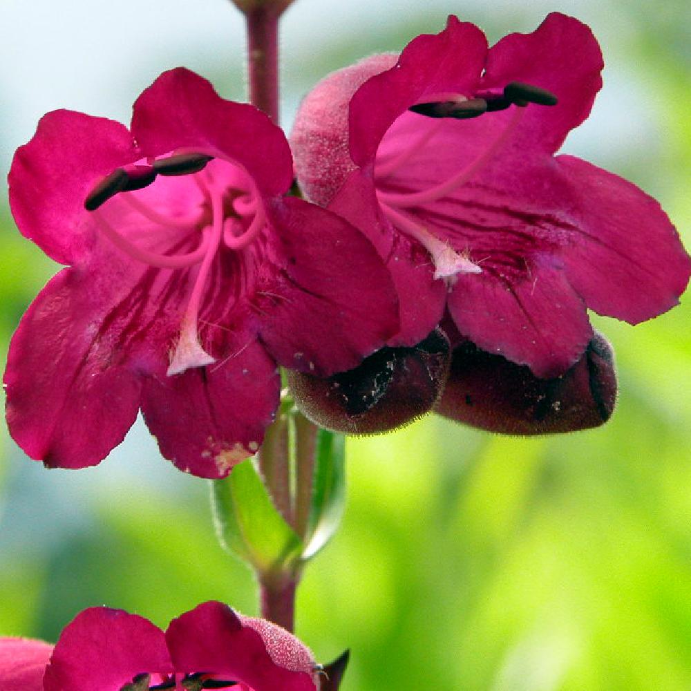 PENSTEMON 'Pen Purple'