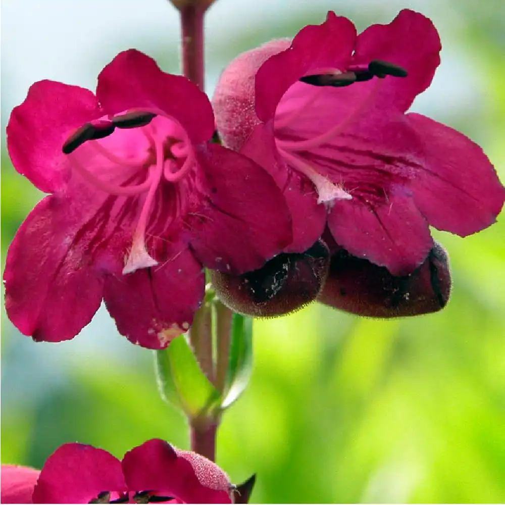 PENSTEMON 'Pen Purple'