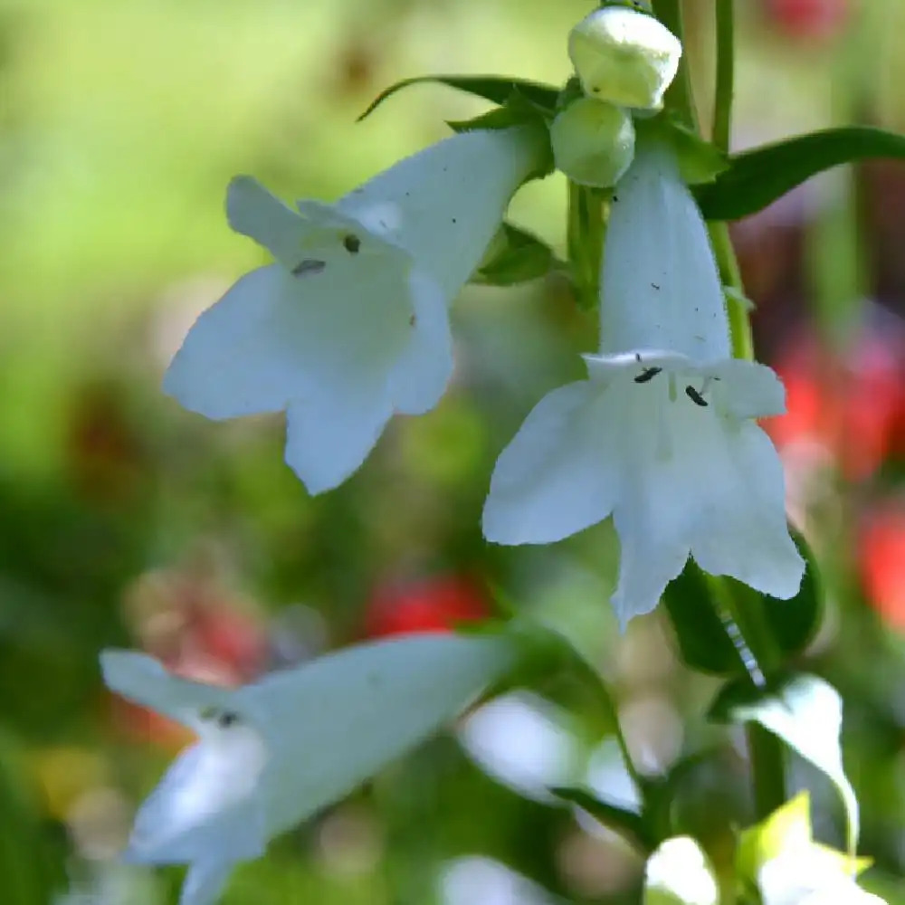 PENSTEMON 'Pensham Wedding Day'