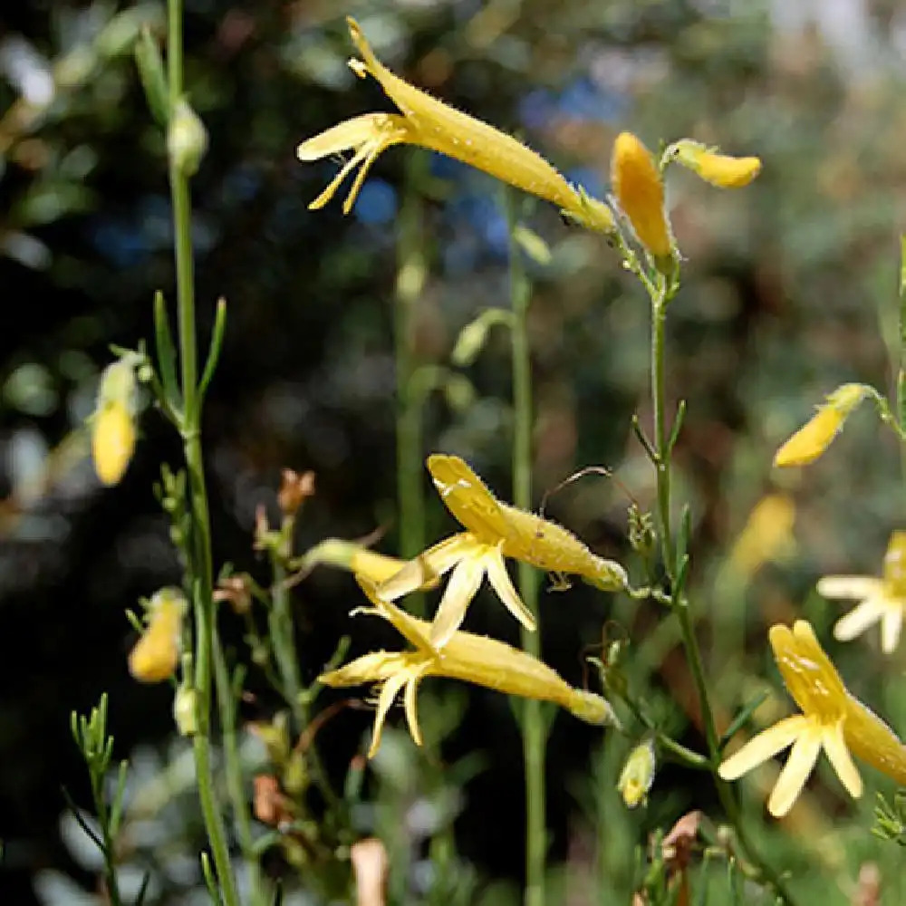 PENSTEMON pinifolius 'Mersea Yellow'