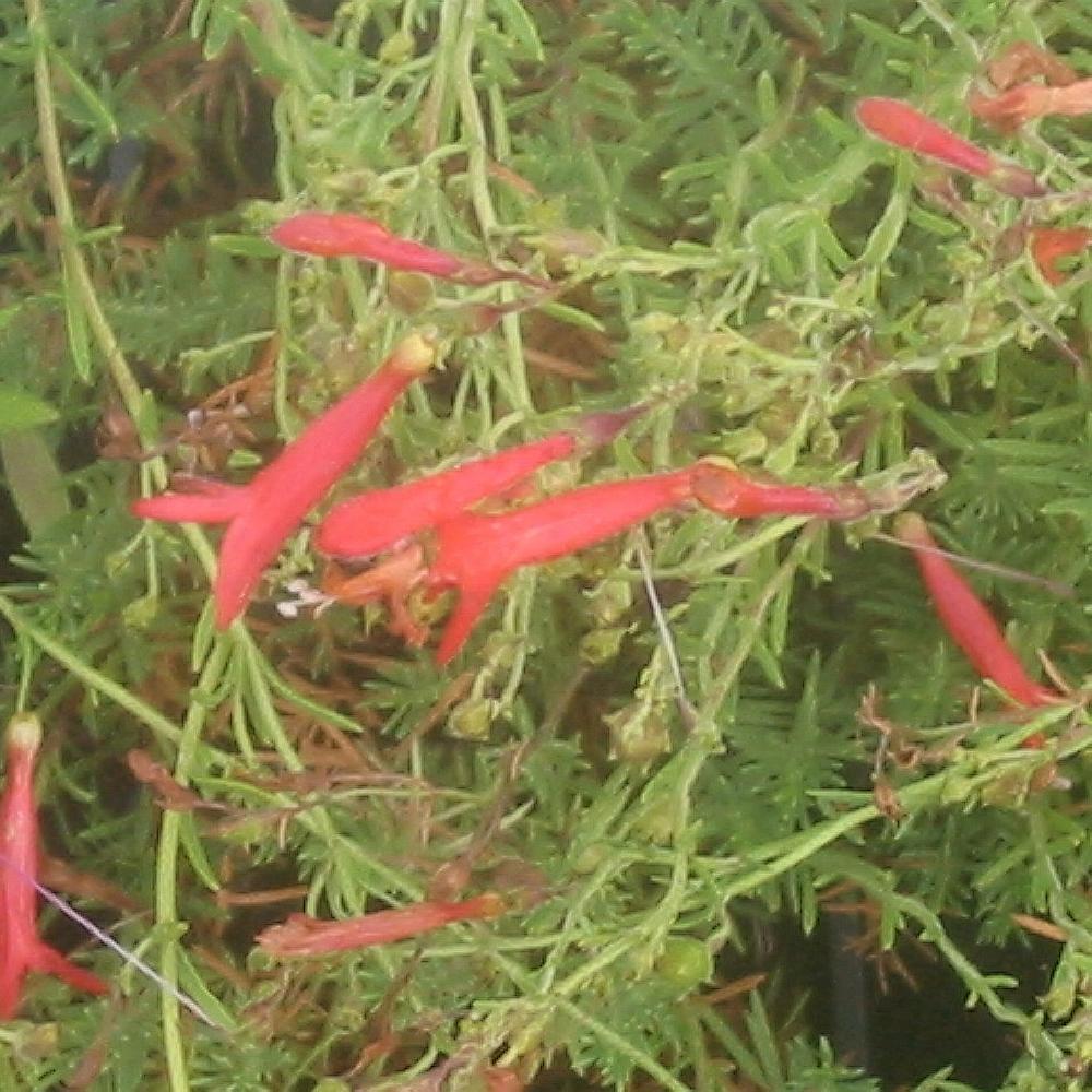 PENSTEMON pinifolius