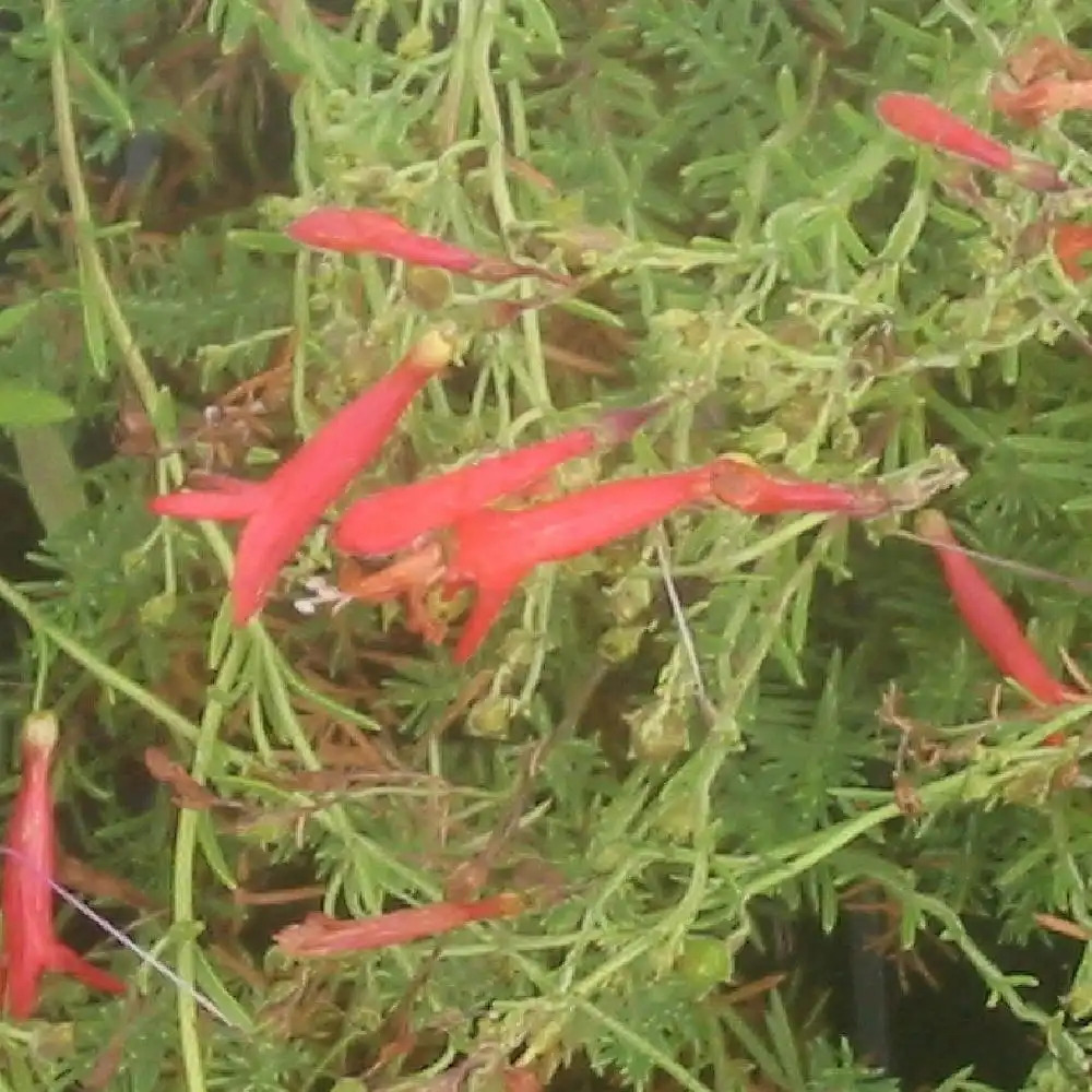 PENSTEMON pinifolius