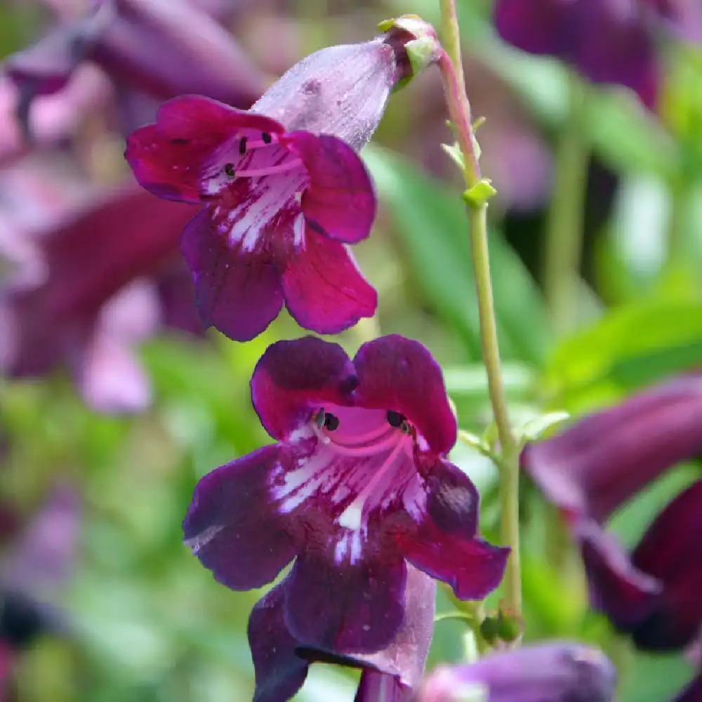 PENSTEMON 'Raven'