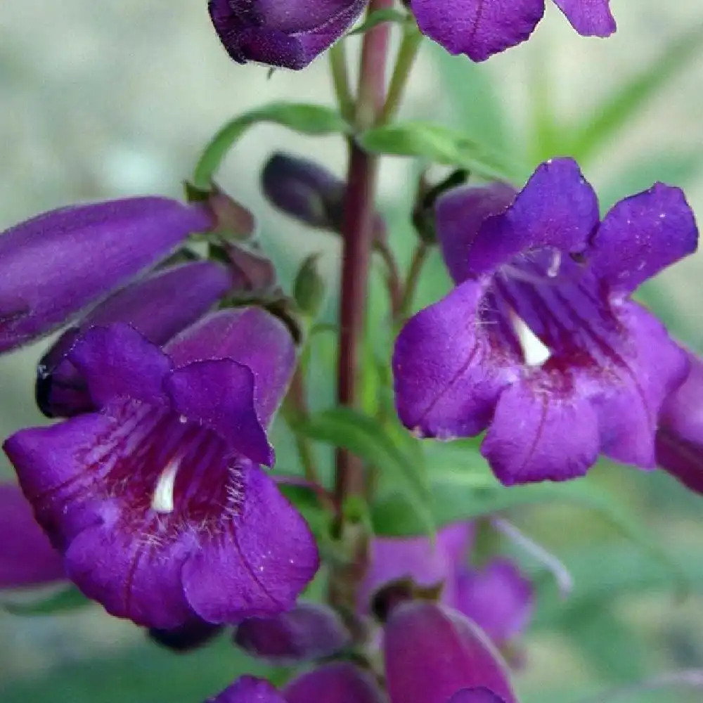 PENSTEMON 'Russian River'