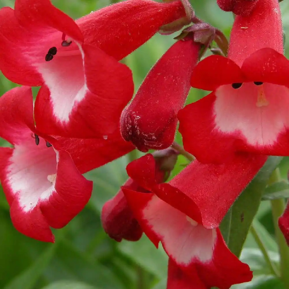 PENSTEMON 'Rubicundus'