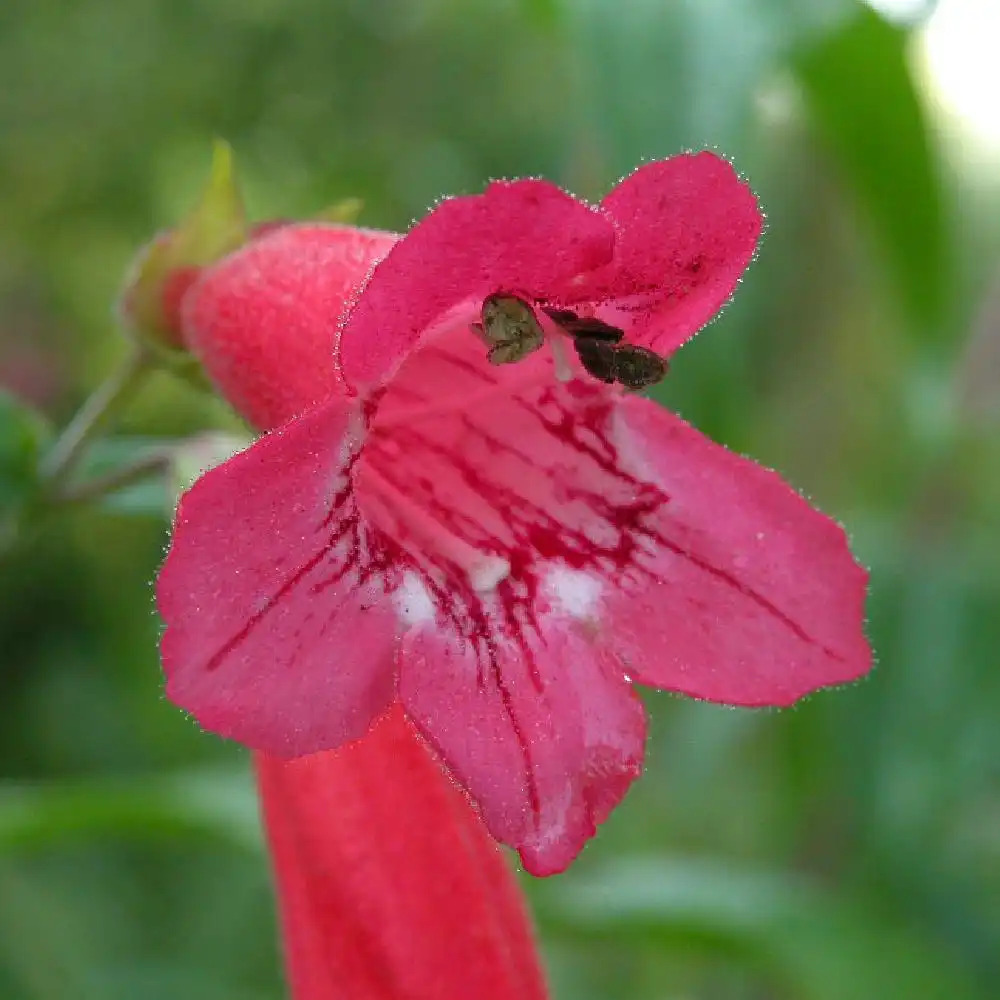 PENSTEMON 'Schönholzeri'