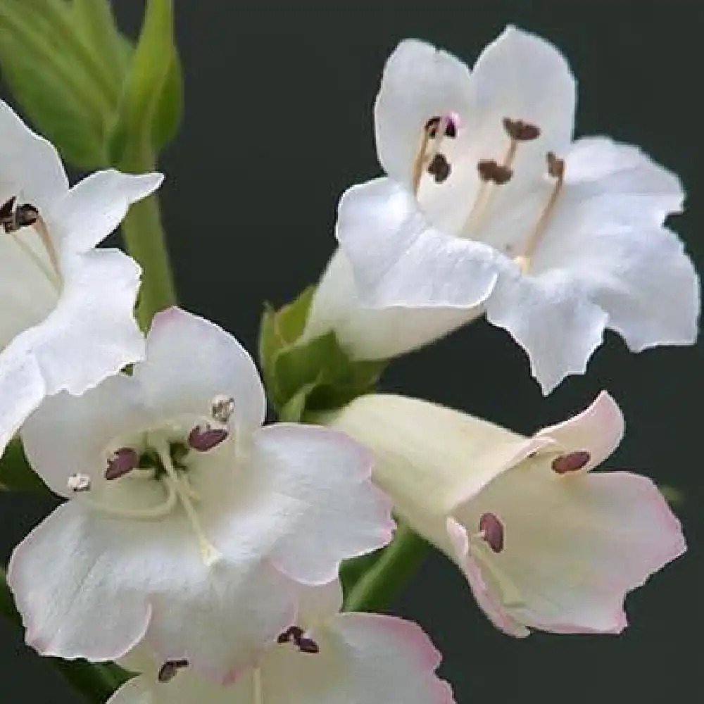 PENSTEMON 'Snow Storm'